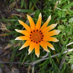 Close-up of yellow flower