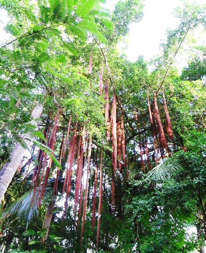 Under Shade of Tree