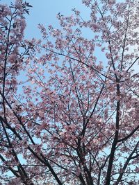 Low angle view of cherry blossoms against sky