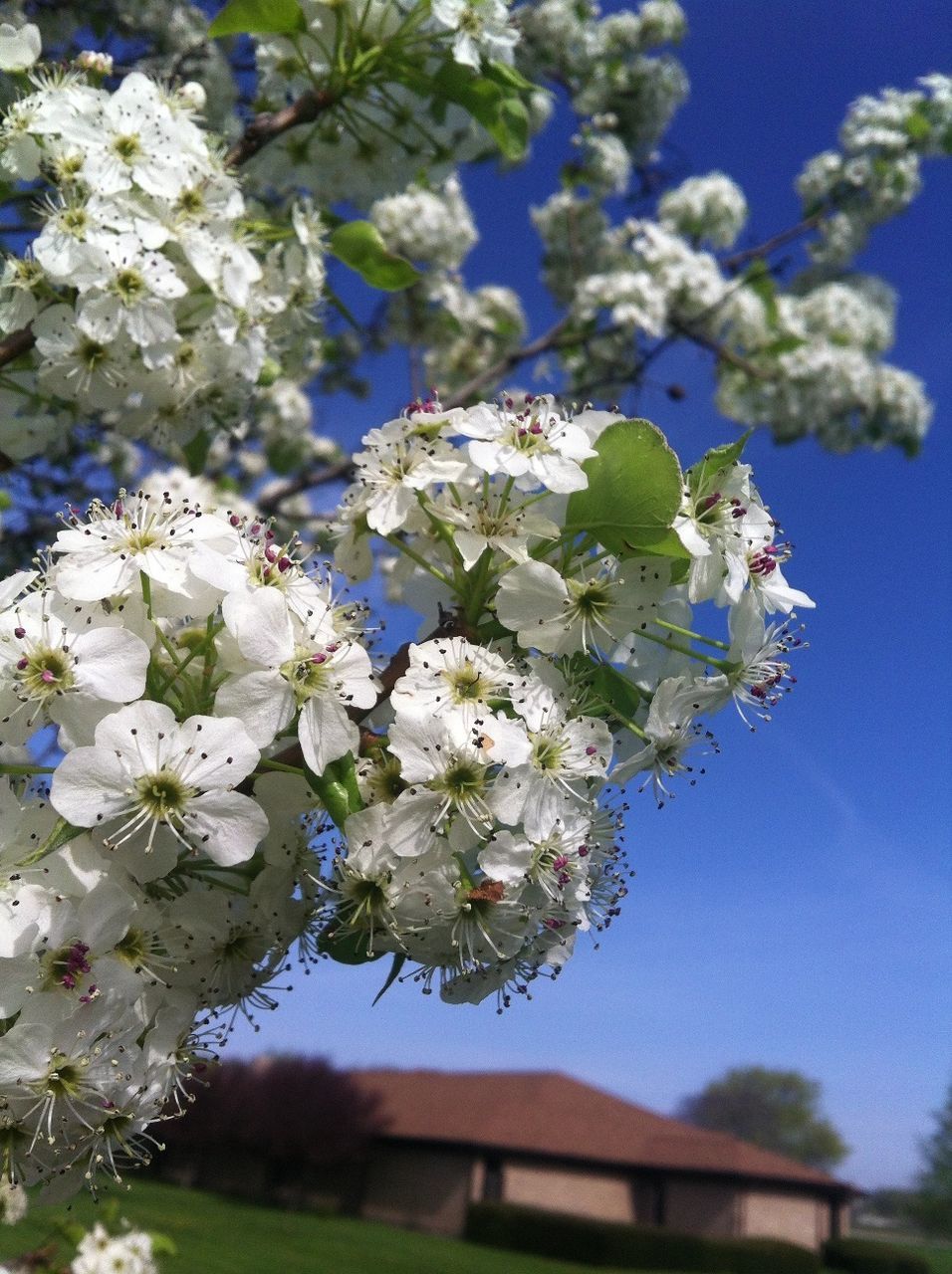 flower, freshness, growth, fragility, cherry blossom, branch, tree, beauty in nature, blossom, nature, blue, cherry tree, white color, blooming, focus on foreground, in bloom, close-up, petal, apple tree, springtime