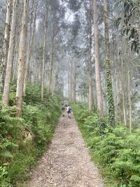 Rear view of people on dirt road amidst trees in forest