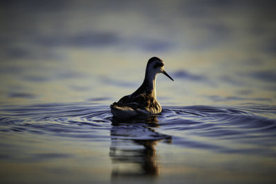 Bird swimming in sea