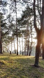 Trees on field against sky