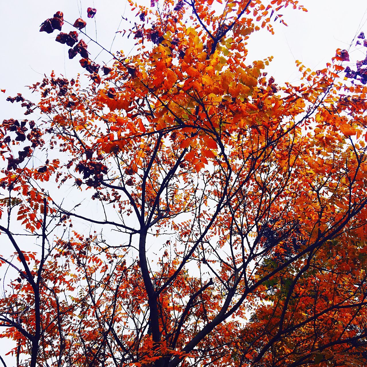 LOW ANGLE VIEW OF TREES AGAINST CLEAR SKY