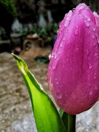 Close-up of wet pink lotus water lily