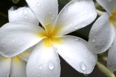 Close-up of water drops on white rose