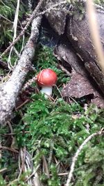 Close-up of red mushroom growing on tree