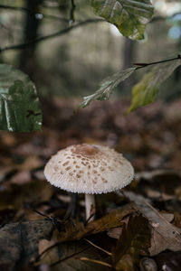 Close-up of mushroom growing on field