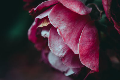 Close-up of pink rose