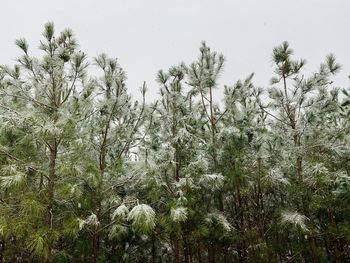 Trees growing on field during winter