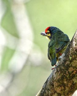 Close-up of bird perching on leaf