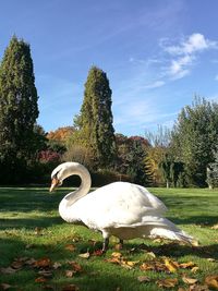 Swan in a field