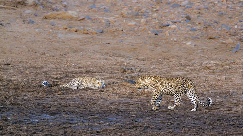 High angle view of leopards on land