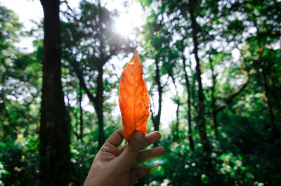 Close-up of person holding leaf against trees