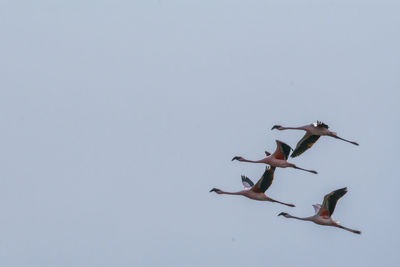 Low angle view of birds flying against clear sky