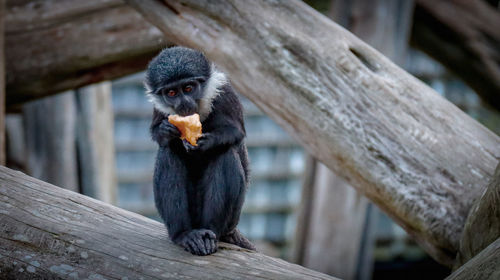 Monkey sitting on wood in zoo