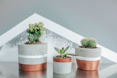 Close-up of potted plants on table