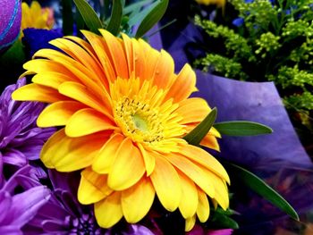 Close-up of yellow flowers blooming outdoors