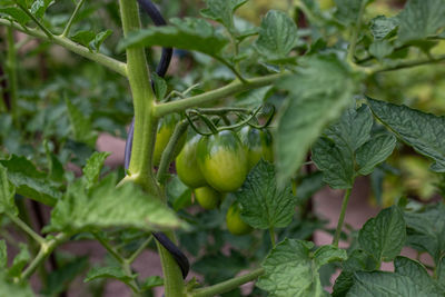 Close-up of fruit growing on plant