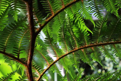 Close-up of palm tree leaves