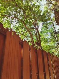 Low angle view of bamboo trees against plants