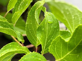 Close-up of wet plant leaves