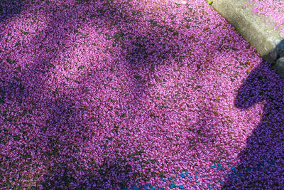 High angle view of pink flowering plant on land