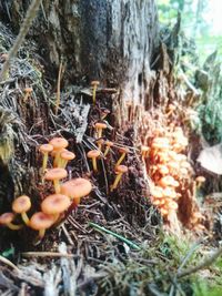 Close-up of mushroom in forest
