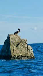 Bird on rock by sea against sky