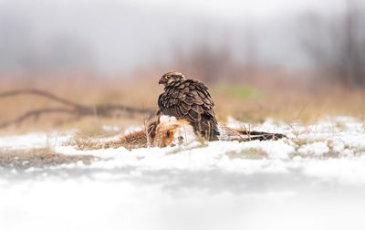 Close-up of a bird on snow