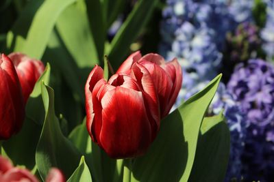 Close-up of tulips blooming outdoors