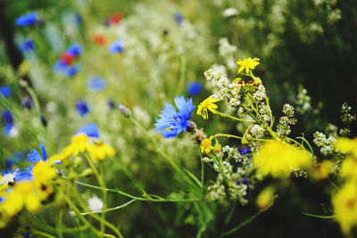 Close-up of purple flowering plant on field blumenwiese 