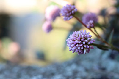 Close-up of purple flowers blooming outdoors