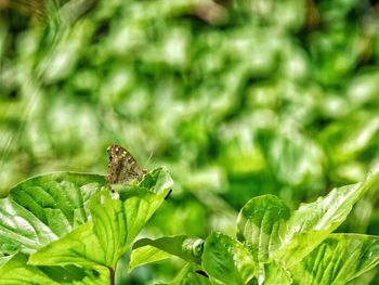 Close-up of butterfly on leaf