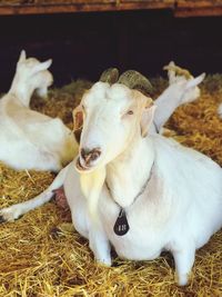 View of a sheep on field