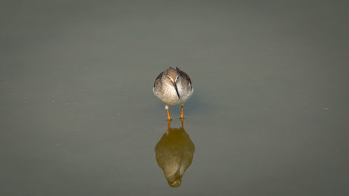 High angle view of duck swimming in lake