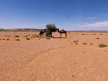 Two camels in the sahara desert in morocco