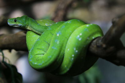Close-up of green snake on tree branch