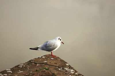 Seagull perching on rock