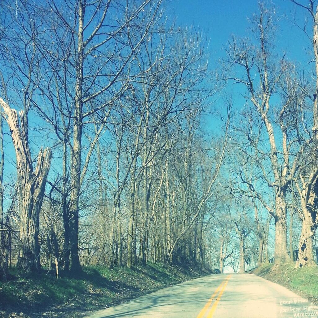 the way forward, tree, road, diminishing perspective, transportation, vanishing point, bare tree, tranquility, nature, empty road, branch, tranquil scene, country road, sky, beauty in nature, growth, treelined, long, empty, scenics