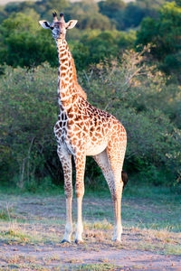 Giraffe standing on tree