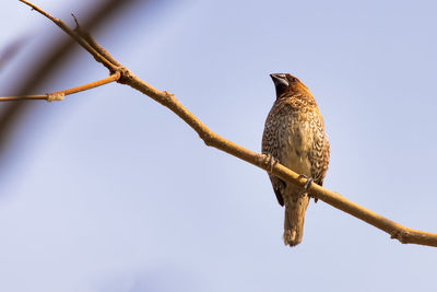 Low angle view of bird perching on branch against sky