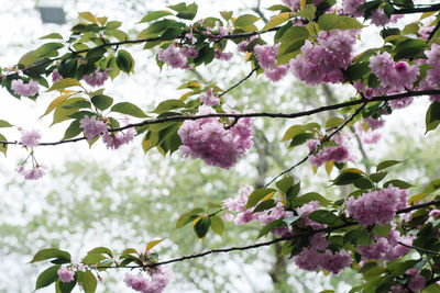 Low angle view of pink cherry blossoms in spring