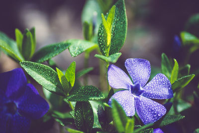 Close-up of purple flowers