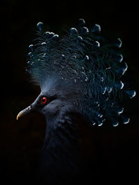 Close-up of a bird