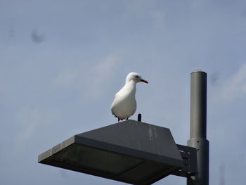 Low angle view of seagull
