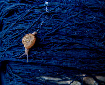 High angle view of snail on dry plant