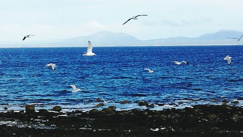 Seagulls flying over sea