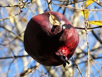 Close-up of red fruit on tree