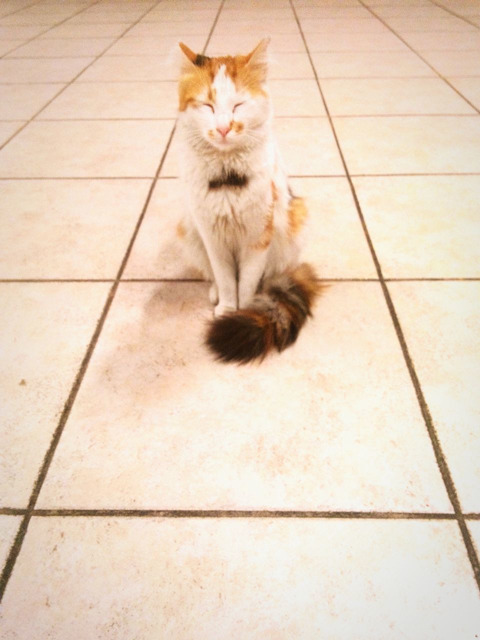 domestic cat, cat, pets, feline, domestic animals, one animal, animal themes, mammal, whisker, high angle view, looking at camera, portrait, relaxation, indoors, flooring, tiled floor, sitting, lying down, floor, staring